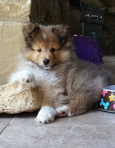 Prodm tata Sheltie