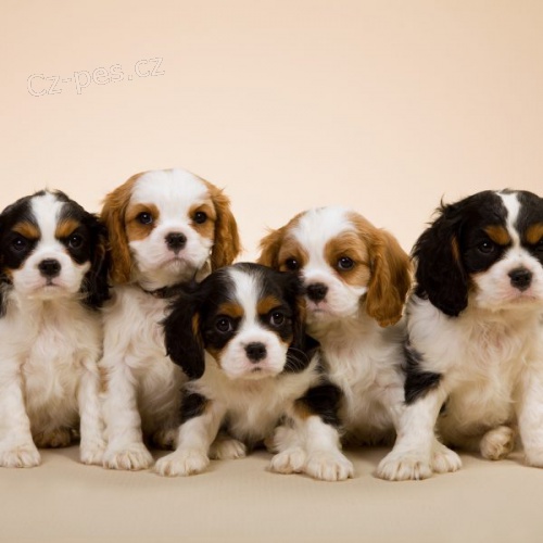 Prodm mini okovan tata Cavalier King Charles Spaniel.