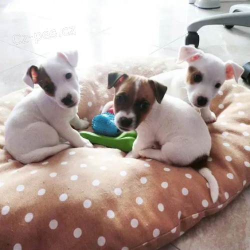 Prodm tata jack russell.