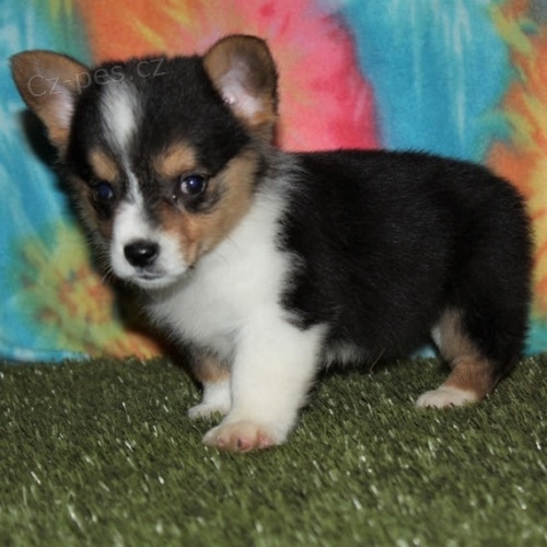 Prodm tata Pembroke Welsh Corgi.