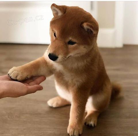 Prodm tata shiba inu