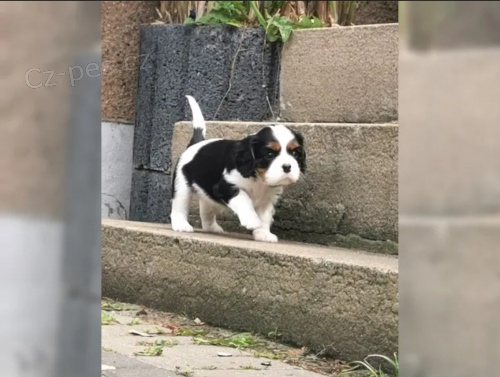 Cavalier King Charles Spaniel (fena) s PP