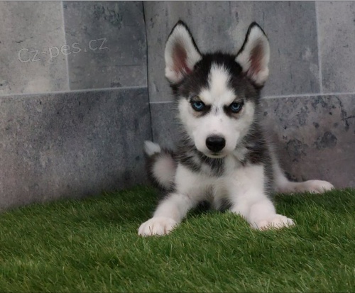 Sibi�sk� husky �t��ata na prodej