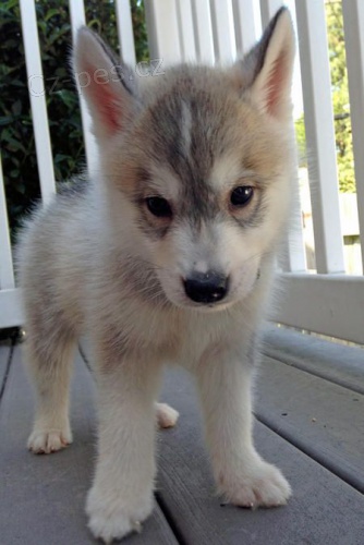 Prodm tata Pomskies (kenec sibisk husky a pomeranian)