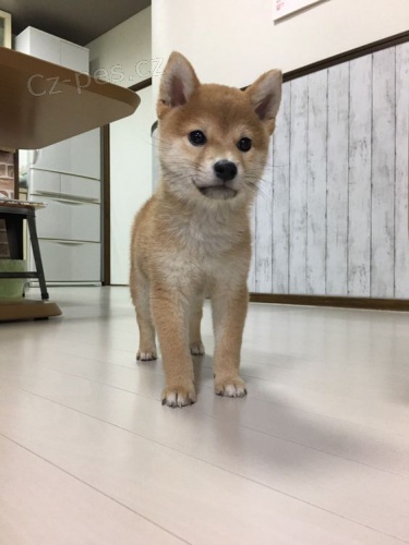 Prodm tata shiba inu