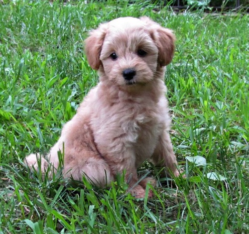 tata Schnoodle na prodej.