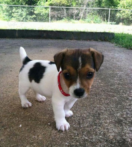 Prodm zdrav tata jack russella.