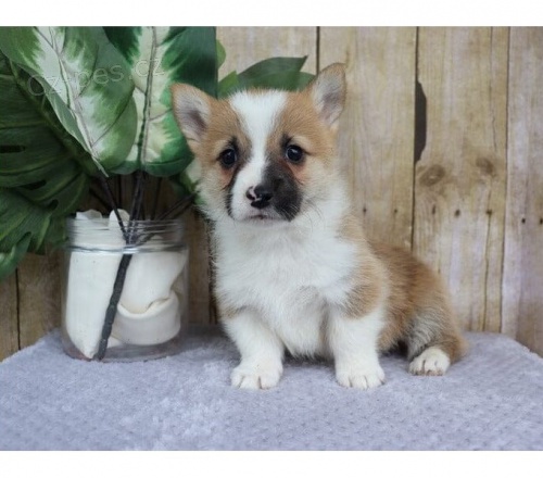 pembroke welsh, corgi