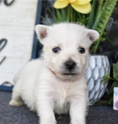 West Highland White Terrier