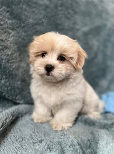 tata shih tzu 