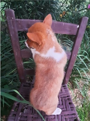 Corgi, Pembroke Welsh