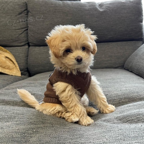 Prodm tata Maltipoo