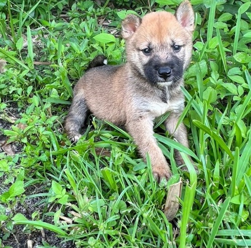 tata shiba inu