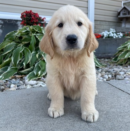 �t��ata zlat�ho retr�vra