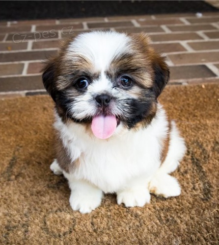 tata shih tzu