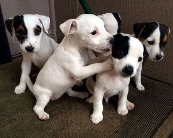 zskejte na prodej asn a zdrav tata jack russella.