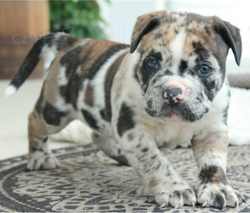 �t��ata Buldoka