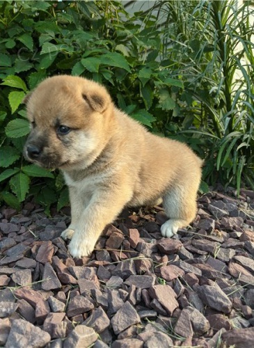 tata shiba inu