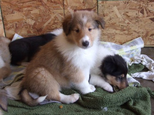 Prodm mini tata SHELTIE.   