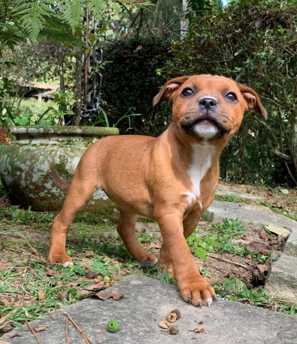 Staford��rsk� bulterier �t��ata