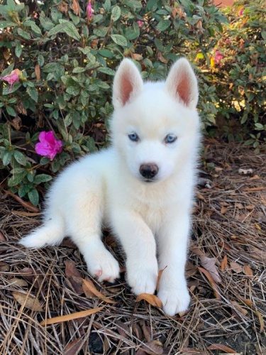 Prodm tata Pomskies (kenec sibisk husky a pomeranian)