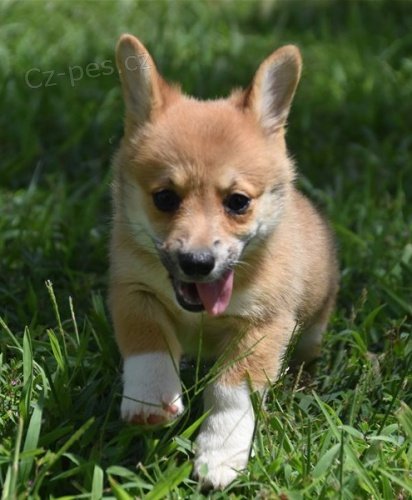 corgi, pembroke velsk tata