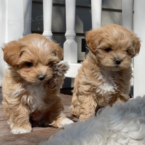 Prodm ZDRAV a OKOVAN tata Maltipoo.