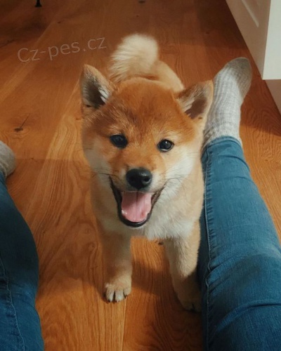 Prodm tata shiba inu