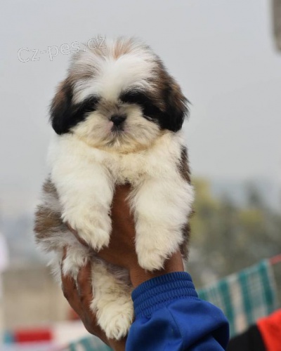 Prodm tata SHIH TZU