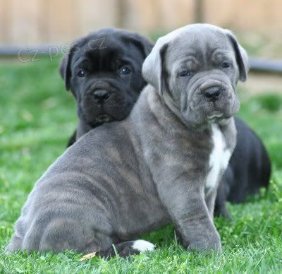 Prodm okovan tata italskho Cane Corso