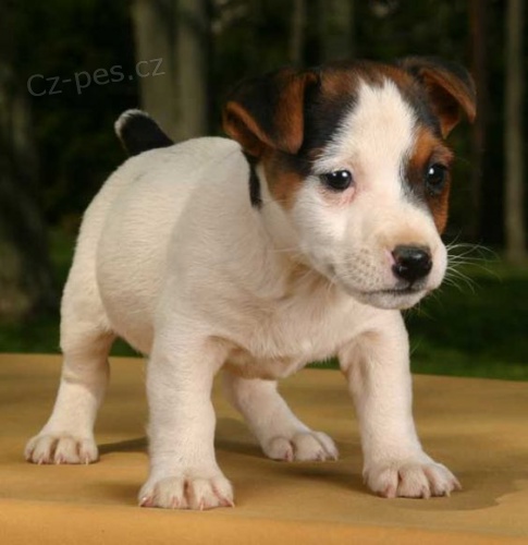 Prodm zdrav tata jack russell terira.