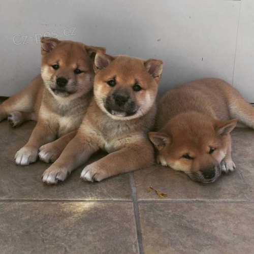 Prodm tata shiba inu