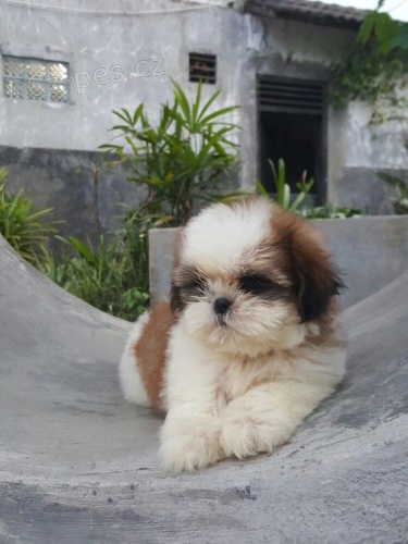 Prodm tata SHIH TZU