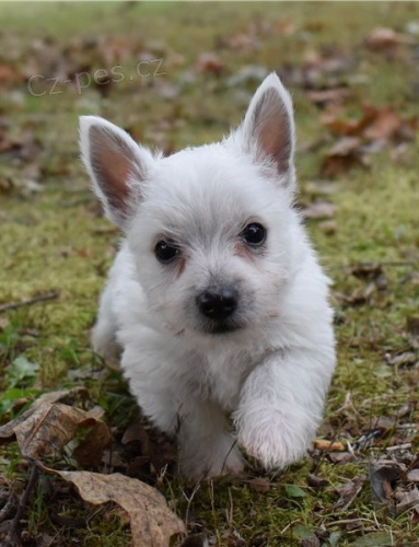 �t��ata west highland white teri�ra