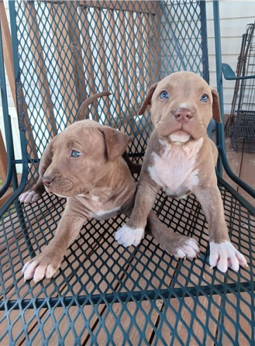 �t��ata americk�ho pitbulteri�ra