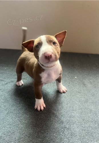 �t��ata bulteri�ra