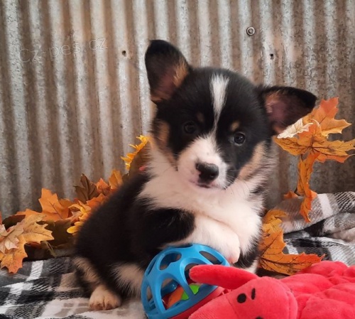 corgi, pembroke welsh tata