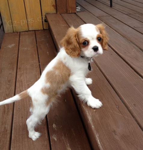 Prodm mini okovan tata Cavalier King Charles Spaniel.