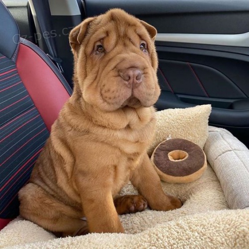 Prodm zdrav tata okovan shar-pei.