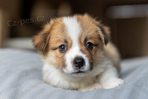 Welsh Corgi Pembroke - Chovate�sk� stanica CaramelAnarchy.sk