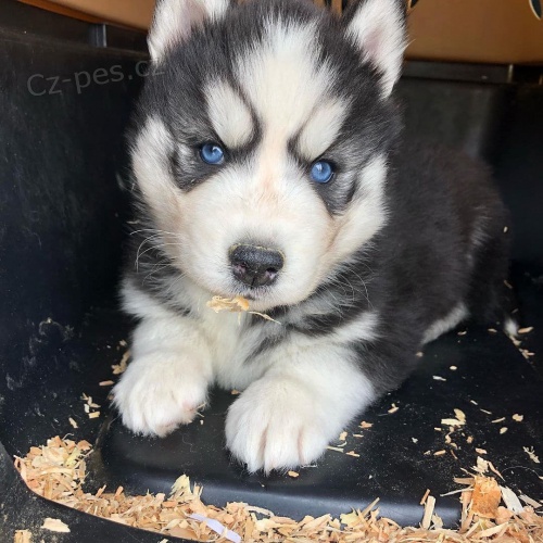 Prodm tata Pomskies (kenec sibisk husky a pomeranian)