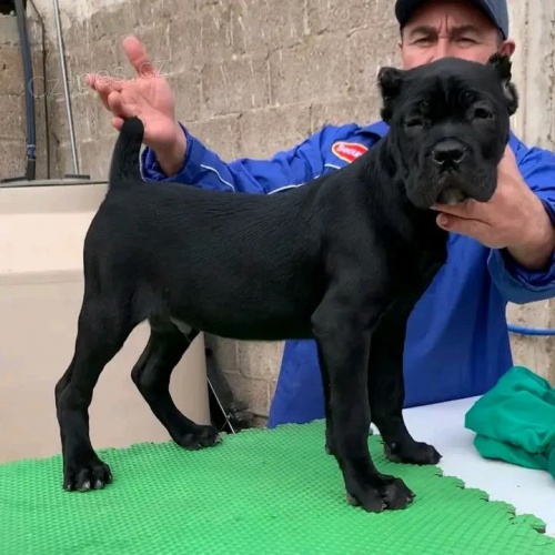 Prodm zdrav okovan tata italskho Cane Corso