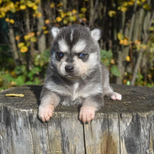 Prodm tata ALASKAN KLEE KAI