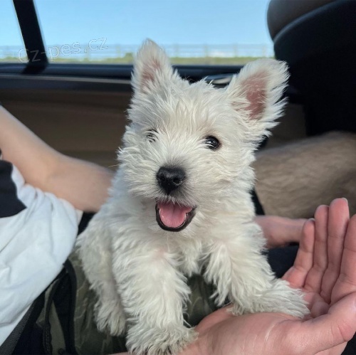 Prodm tata West Highland White Terriers