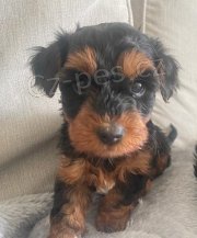 OKOVAN A ODERVOVAN TTKO YORKIPOO