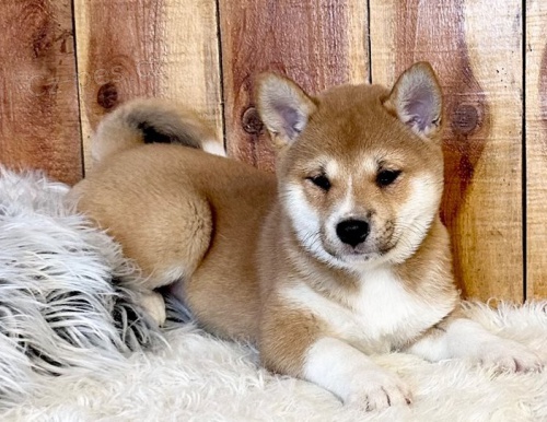 tata shiba inu