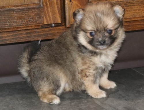 pomeranian �t��ata