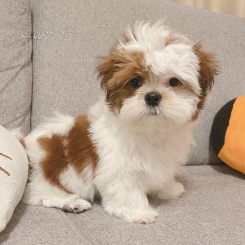 Shih-tzu tata