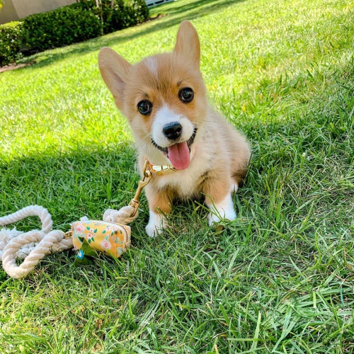 Prodm tata welsh pembroke corgi