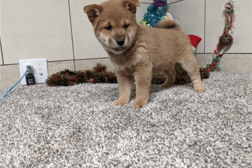 tata Shiba Inu k adopci